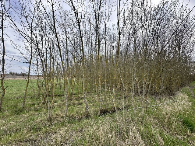 Eladó mezogazdasagi ingatlan, Szeghalmon 37.5 M Ft
