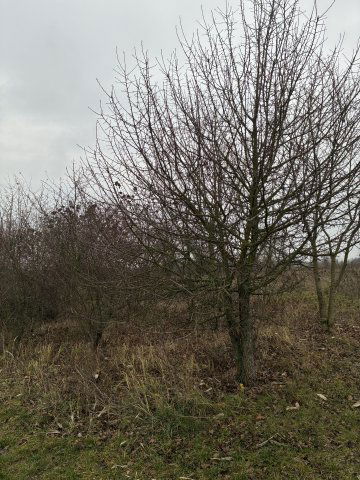 Eladó telek, Gödöllőn 19.9 M Ft / költözzbe.hu