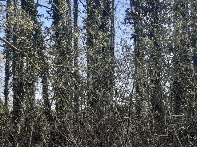 Eladó mezogazdasagi ingatlan, Szepetneken 4.7 M Ft