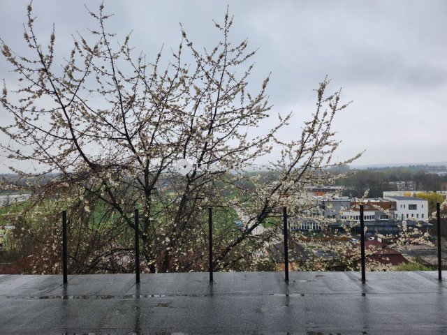 Eladó családi ház, Ajkán 49.9 M Ft, 1 szobás