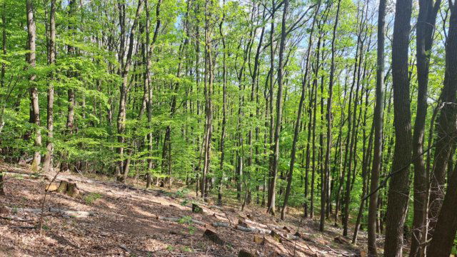 Eladó telek, Mátraszentimrén, Fácán utcában 22.5 M Ft
