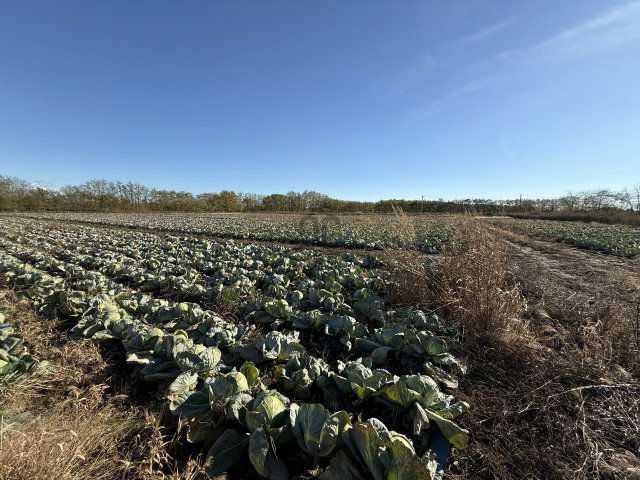 Eladó mezogazdasagi ingatlan, Újfehértón 35.9 M Ft