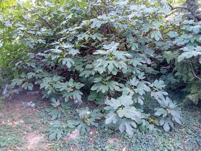 Eladó mezogazdasagi ingatlan, Győrött 24.9 M Ft, 1 szobás