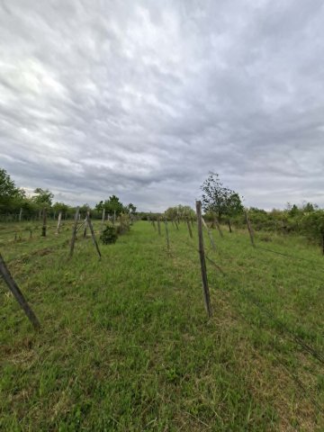 Eladó mezogazdasagi ingatlan, Pásztón 4 M Ft