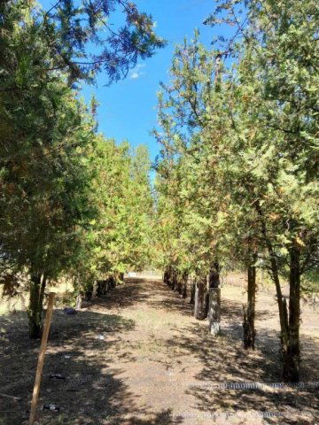 Eladó családi ház, Cegléden 43 M Ft, 5 szobás