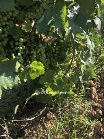 Eladó mezogazdasagi ingatlan, Mádon 20 M Ft / költözzbe.hu