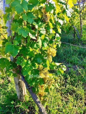 Eladó telek, Csopakon 8.3 M Ft / költözzbe.hu