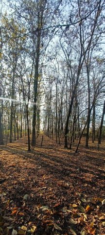 Eladó telek, Kunszentmiklóson 9 M Ft / költözzbe.hu
