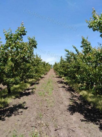 Eladó mezogazdasagi ingatlan, Somogytúron 34.9 M Ft