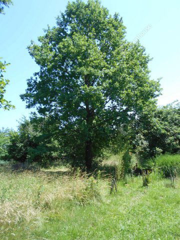 Eladó családi ház, Hegyhátszentjakabon 28 M Ft, 2 szobás
