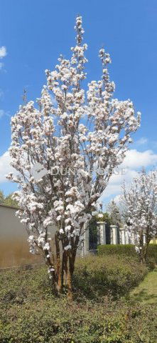 Eladó családi ház, Nyíregyházán 495 M Ft, 5 szobás