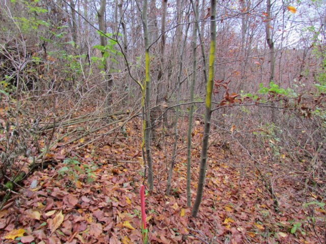 Eladó telek, Bükkszentkereszten 7.6 M Ft / költözzbe.hu