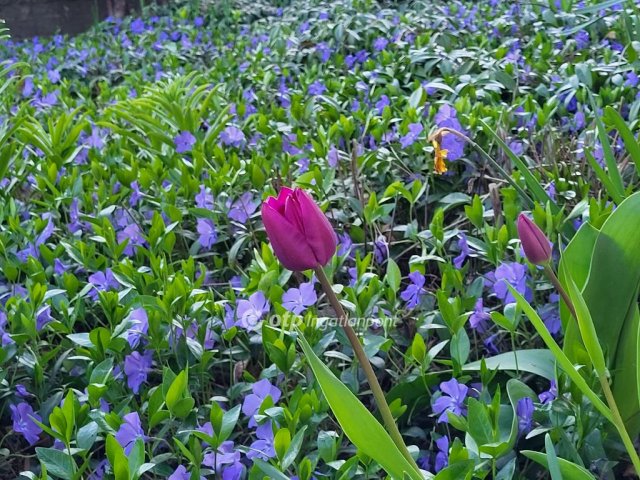 Eladó családi ház, Zamárdiban 115 M Ft, 6+2 szobás