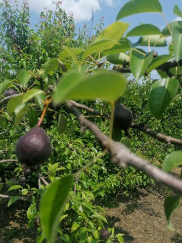 Eladó családi ház, Szegeden 37 M Ft, 3 szobás