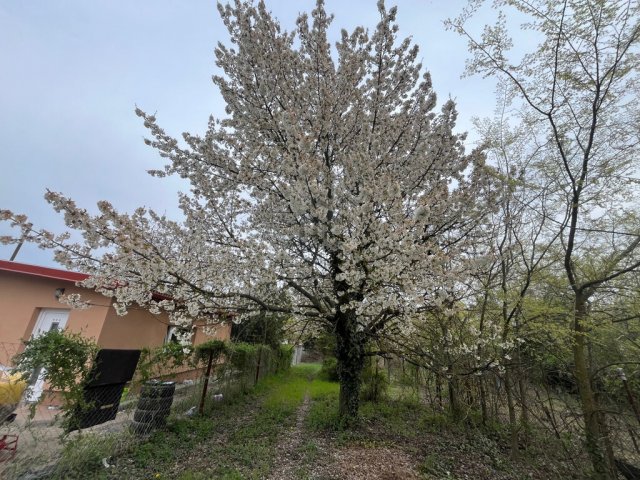 Eladó telek, Szigetszentmiklóson 14.9 M Ft / költözzbe.hu