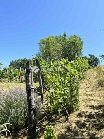 Eladó mezogazdasagi ingatlan, Gyódon 5 M Ft / költözzbe.hu