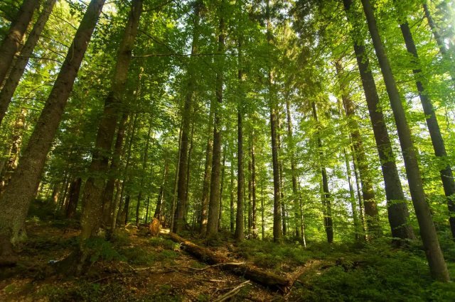 Eladó mezogazdasagi ingatlan, Szentkirályszabadján 2.7 M Ft