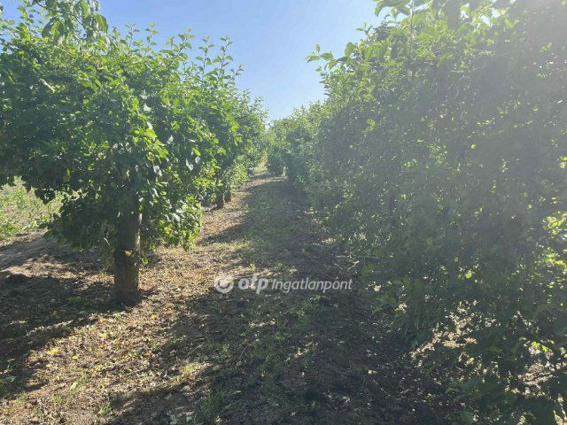 Eladó telek, Cegléden 19.8 M Ft / költözzbe.hu