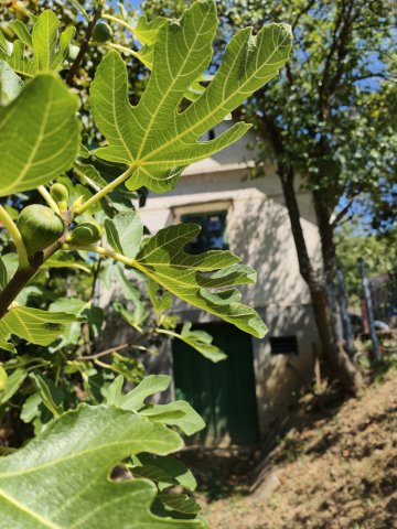 Eladó mezogazdasagi ingatlan, Alsónemesapátiban 3.5 M Ft
