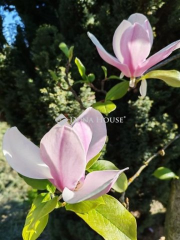 Eladó családi ház, Újiregen 15 M Ft, 3 szobás