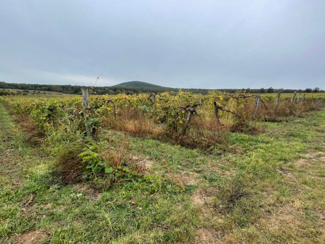 Eladó mezogazdasagi ingatlan, Zánkán 21.2 M Ft