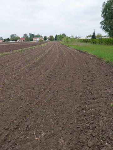 Eladó telek, Albertirsán 2 M Ft / költözzbe.hu