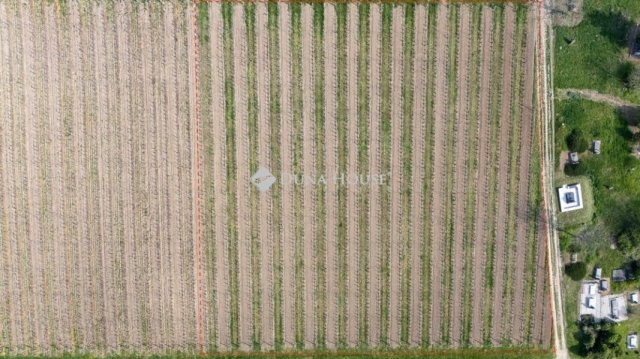 Eladó mezogazdasagi ingatlan, Bodrogkeresztúron 46.5 M Ft