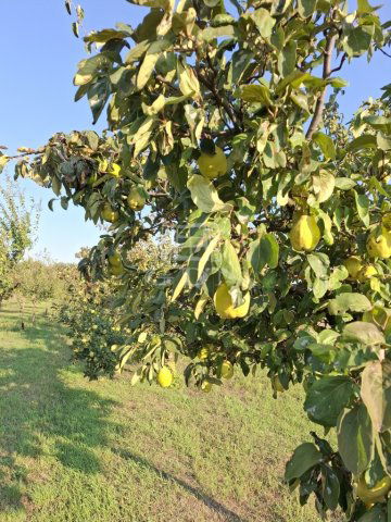 Eladó mezogazdasagi ingatlan, Péterin 11 M Ft