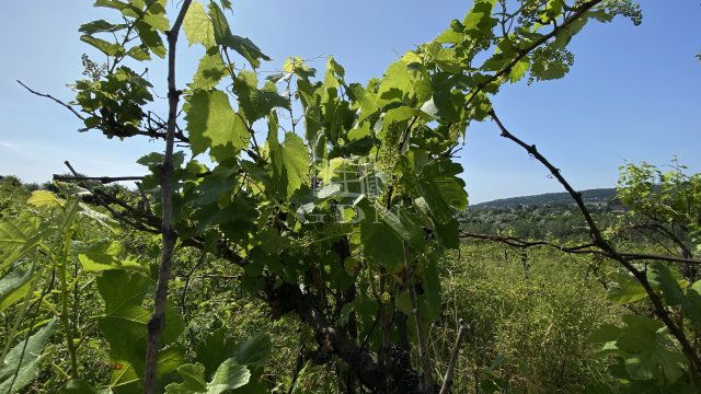 Eladó mezogazdasagi ingatlan, Solymáron 19.2 M Ft