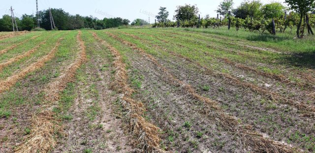 Eladó telek, Kőröshegyen 19.9 M Ft / költözzbe.hu