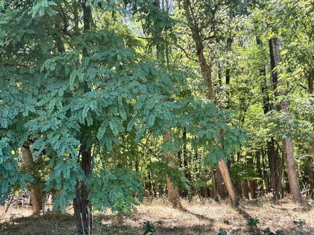 Eladó mezogazdasagi ingatlan, Fülöpházán 5.5 M Ft