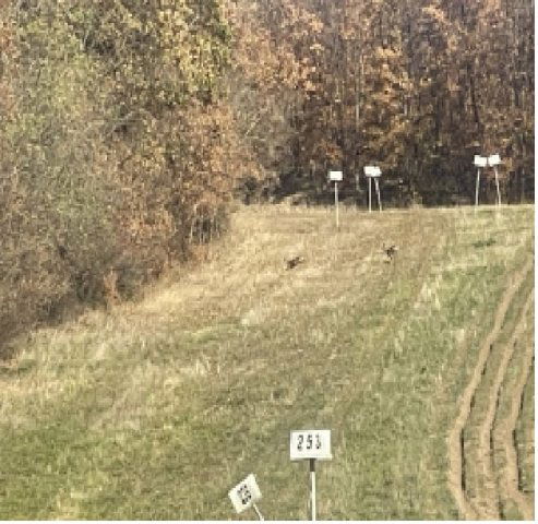 Eladó mezogazdasagi ingatlan, Kosdon 59 M Ft / költözzbe.hu