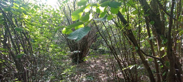 Eladó telek, Nemesbükön 7.9 M Ft / költözzbe.hu