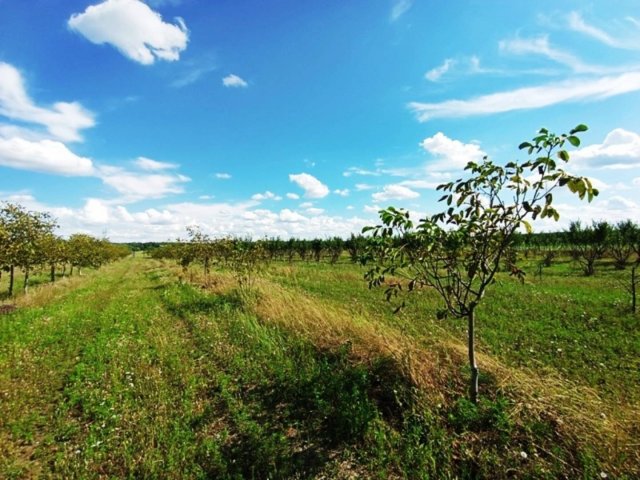 Eladó mezogazdasagi ingatlan, Sződön 89 M Ft