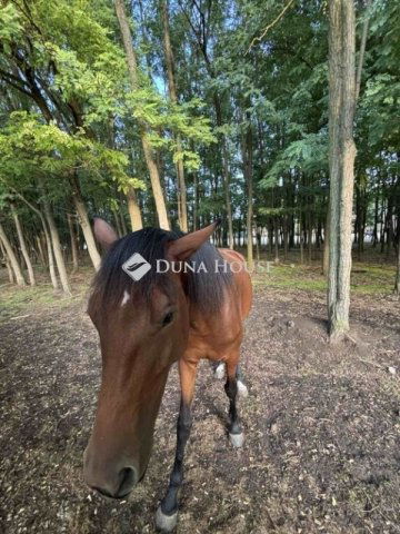 Eladó családi ház, Kecskeméten 124.99 M Ft, 4 szobás