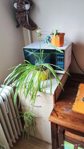 Kiadó panellakás, albérlet, Debrecenben, Sumen utcában, 1 szobás