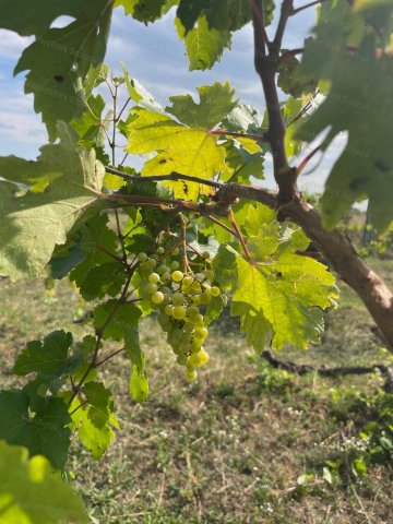 Eladó telek, Balatonszepezden 80 M Ft / költözzbe.hu