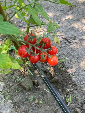 Eladó telek, Bőnyön 9.9 M Ft / költözzbe.hu