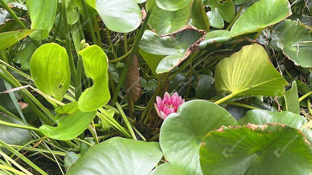 Eladó telek, Zalalövőn 5.9 M Ft / költözzbe.hu