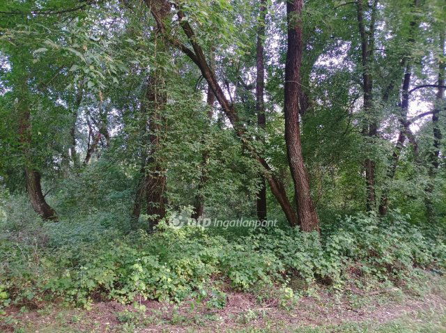 Eladó telek, Tiszaújvárosban 5.7 M Ft / költözzbe.hu