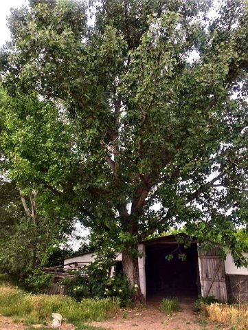 Eladó mezogazdasagi ingatlan, Sükösdön 16.9 M Ft