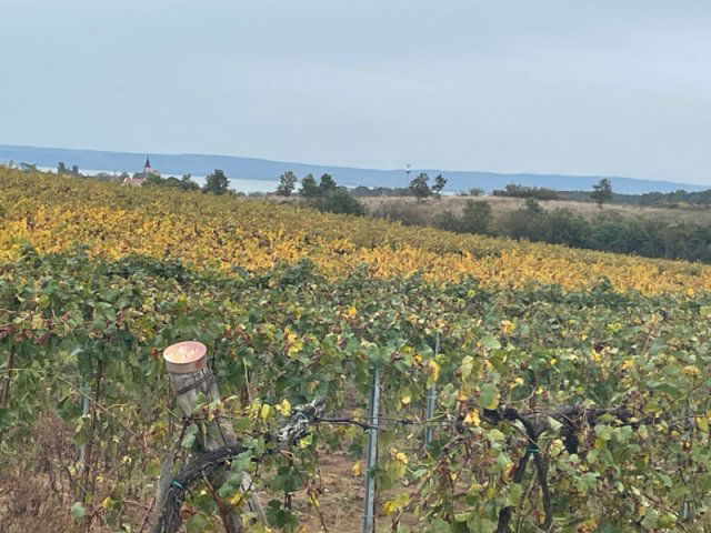 Eladó mezogazdasagi ingatlan, Zánkán 21.2 M Ft