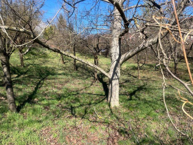 Eladó telek, Pilisjászfalun 60 M Ft / költözzbe.hu