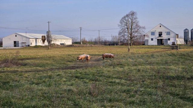 Eladó mezogazdasagi ingatlan, Mátyásdombon 650 M Ft