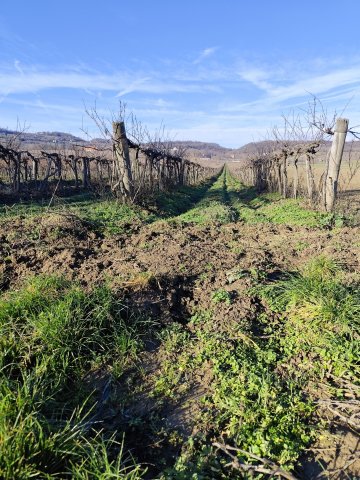 Eladó mezogazdasagi ingatlan, Balatoncsicsón 5.1 M Ft