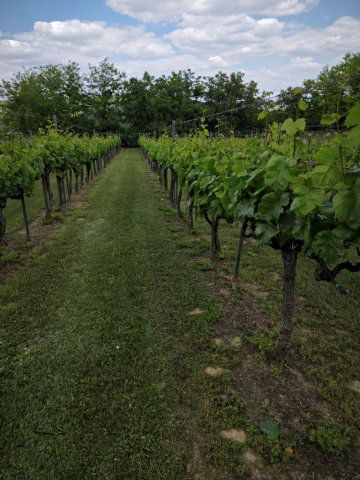 Eladó mezogazdasagi ingatlan, Szekszárdon 3 M Ft
