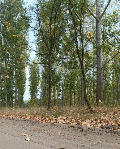 Eladó mezogazdasagi ingatlan, Kiskunmajsán 16.7 M Ft