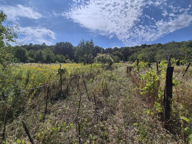 Eladó mezogazdasagi ingatlan, Alcsútdobozon 7.9 M Ft