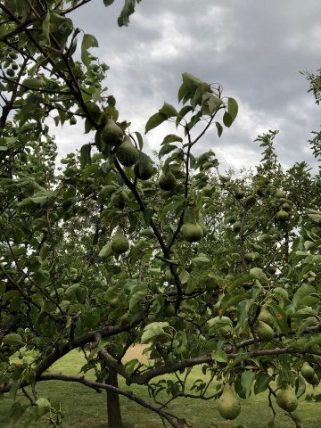 Eladó mezogazdasagi ingatlan, Alsópáhokon 5.9 M Ft