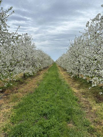 Eladó mezogazdasagi ingatlan, Békéscsabán 199 M Ft